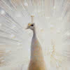 Wandverkleidung 1500x2550 mm more4YOU, Peafowl by Pöppelmann