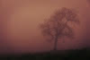 Wandverkleidung 150x255 cm-2er Set, gem. more4YOU, Tree